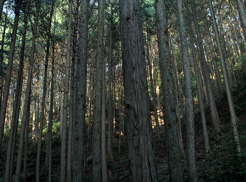 美しい日本の森と藝術とは